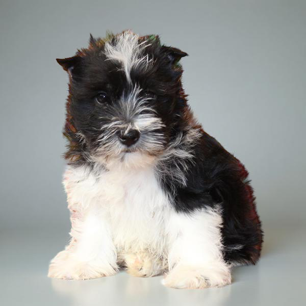 Min Schnauzer 2860 Boy