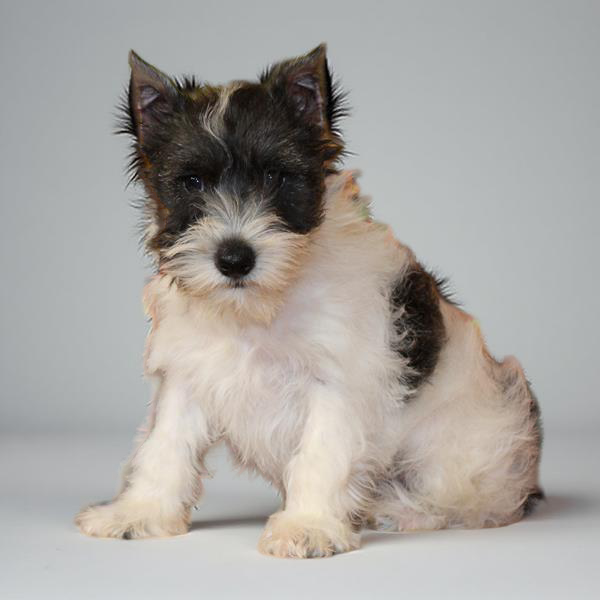 Min Schnauzer 2973 Boy