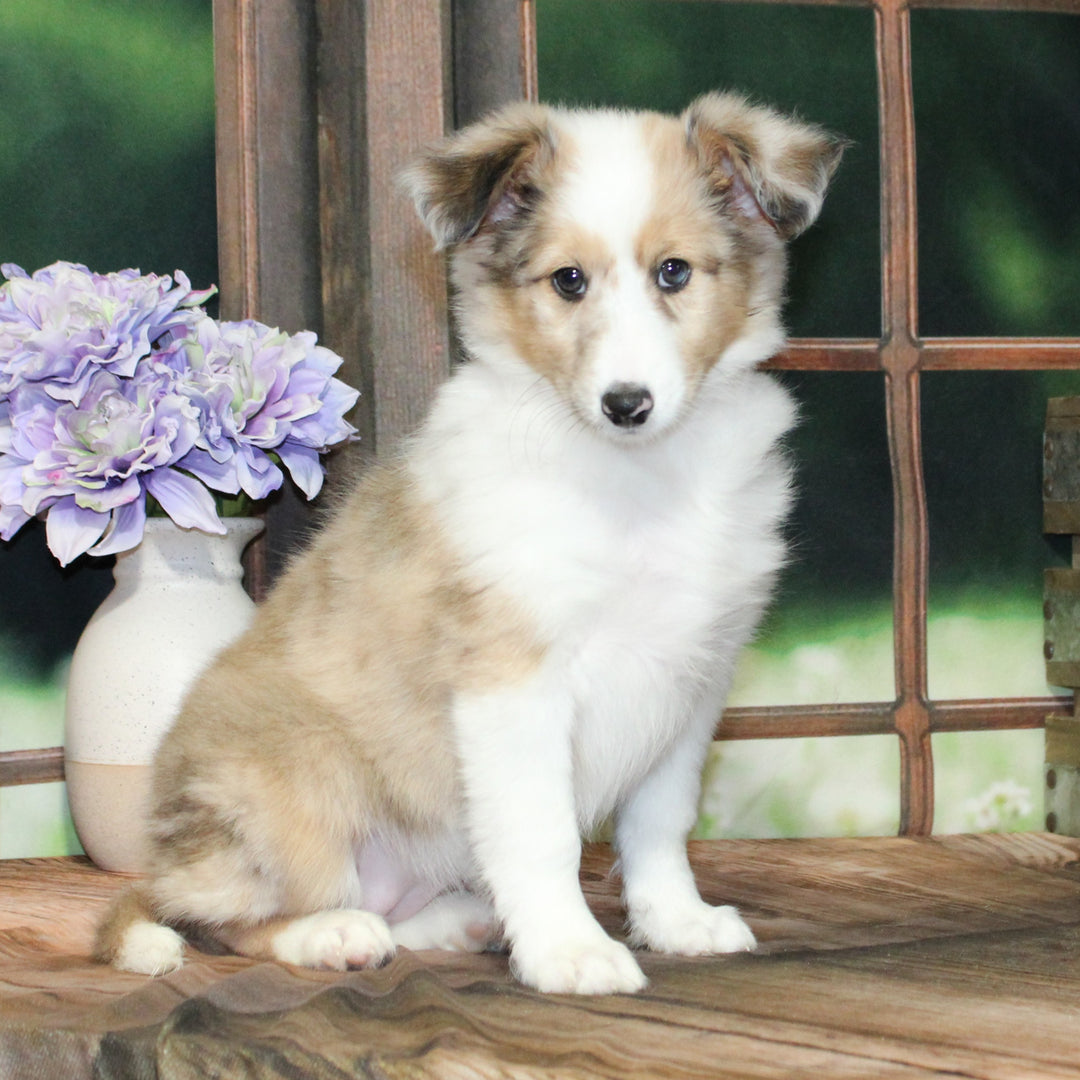 Sheltie 4554 Girl