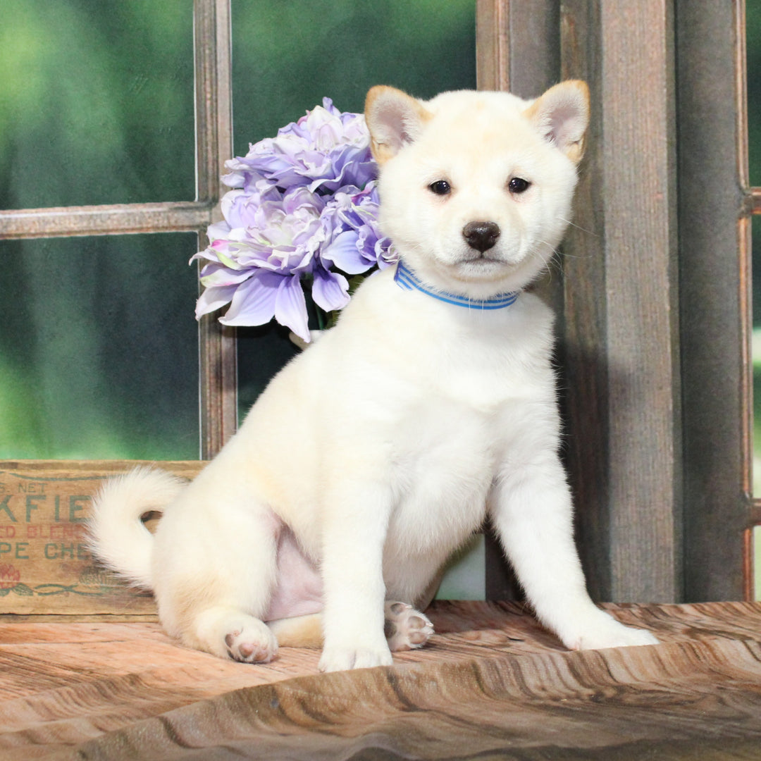 Shiba Inu 9361 Girl