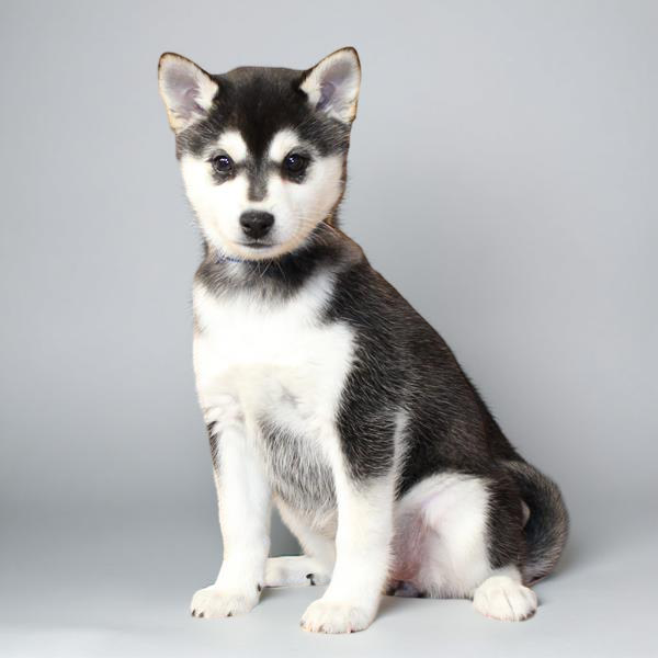 Shiba Inu/Klee Kai 9979 Girl