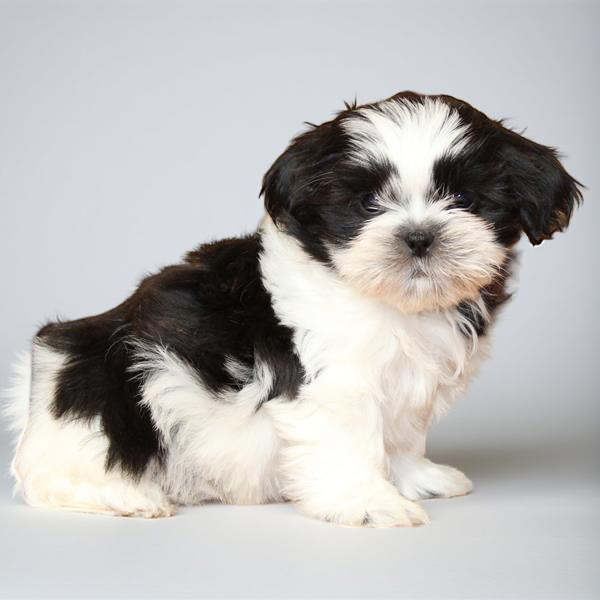 Shih Tzu 9888 Boy