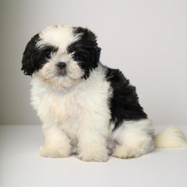 Shih Tzu 2415 Girl