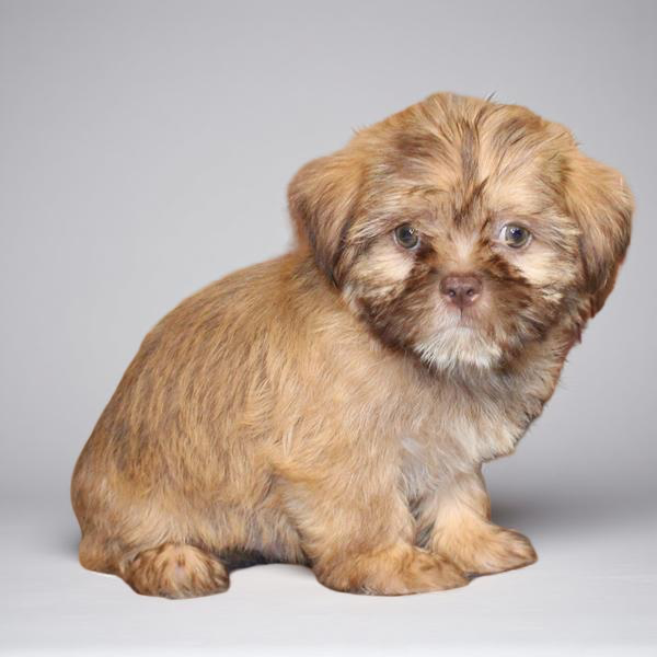 Shih Tzu/Shorkie 2596 Boy
