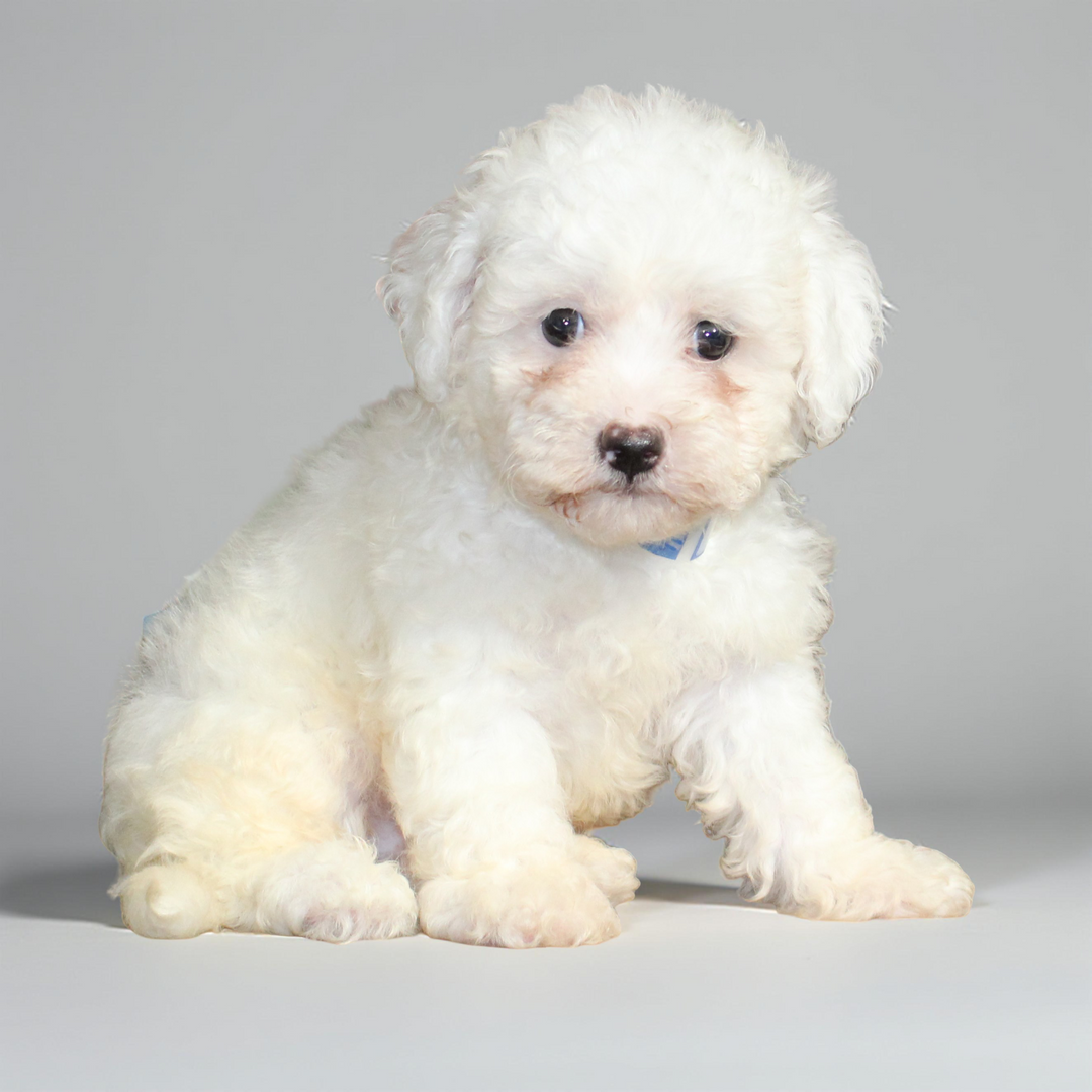 Shih Tzu/Teddy Bear 2084 Boy
