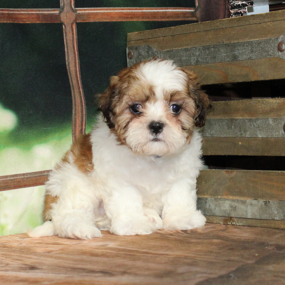Shih Tzu/Teddy Bear 9373 Girl