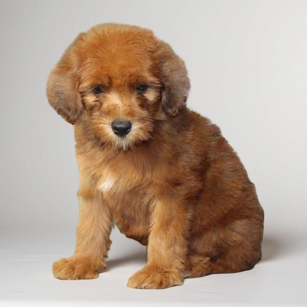 Whoodle 2214 Girl