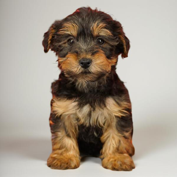 Yorkiepoo 0436 Boy