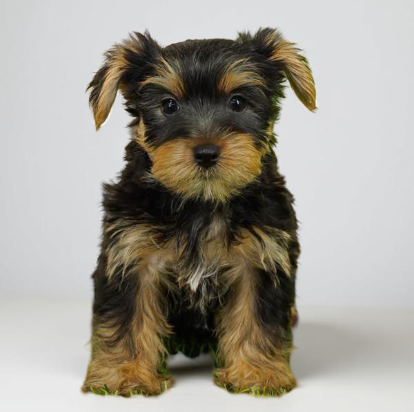 Yorkie 1239 Boy