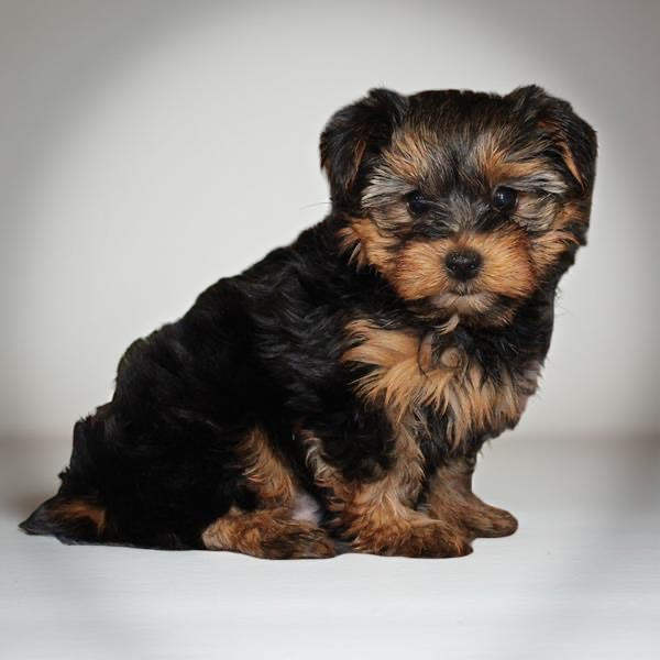 Yorkie 2485 Boy