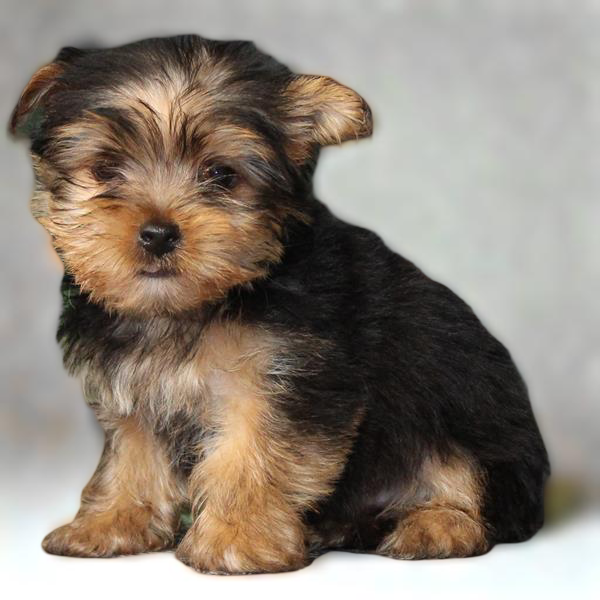 Yorkie 2620 Boy