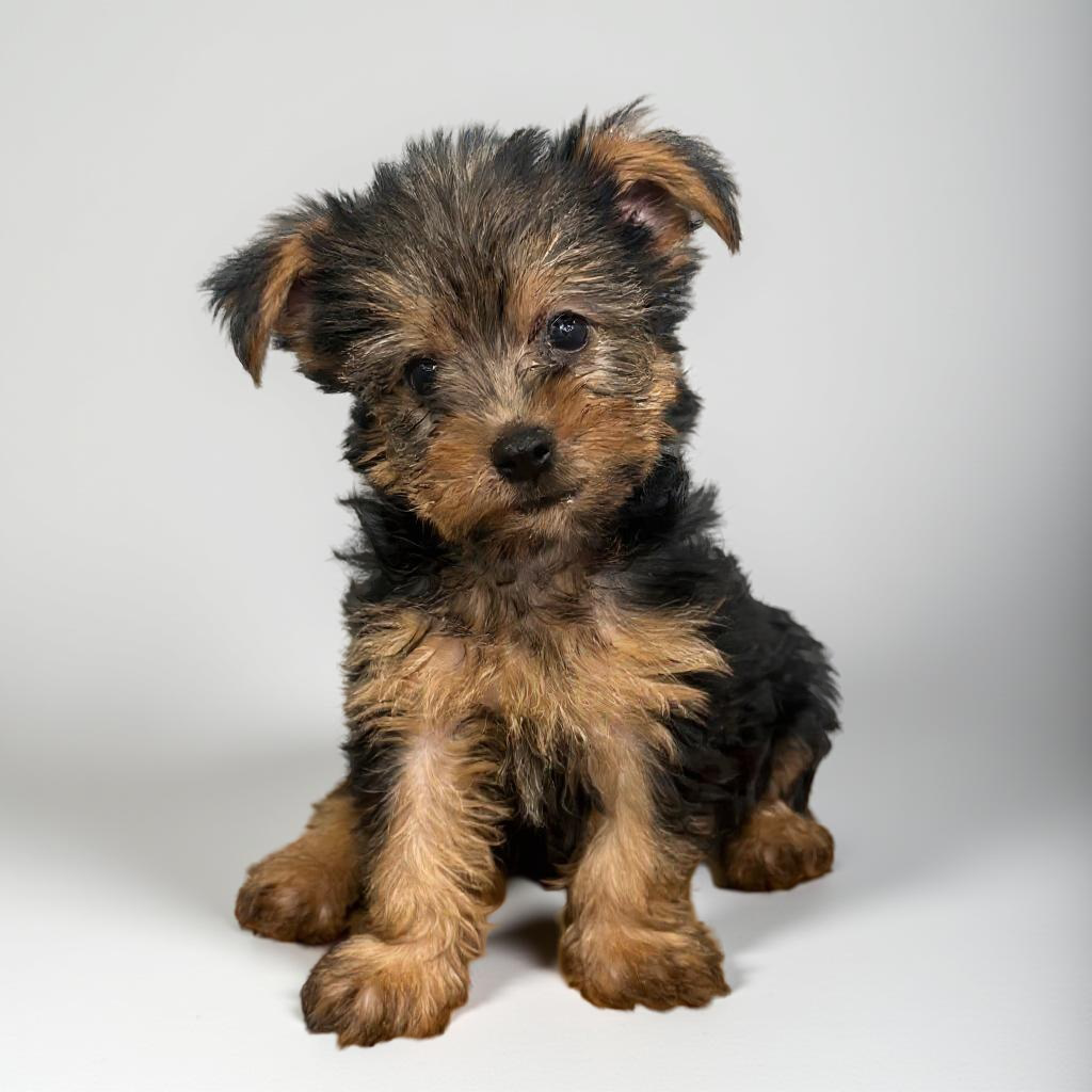 Yorkie 4053 Girl