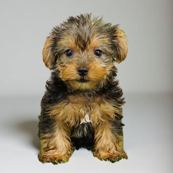 Yorkie 4846 Girl